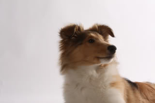 Photoshoot_med_Ivy_120-2.jpg