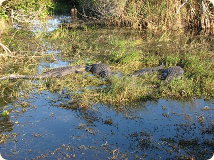 Everglades NP 120