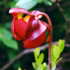 Northern Pitcher Plant