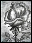 161 Rose Flower