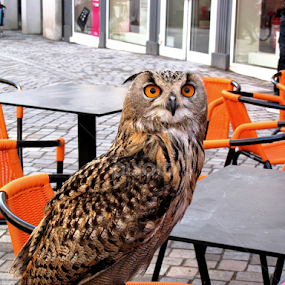 The Owl by Rumiana Doncheva - Animals Birds