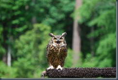 Great Horned Owl (3)