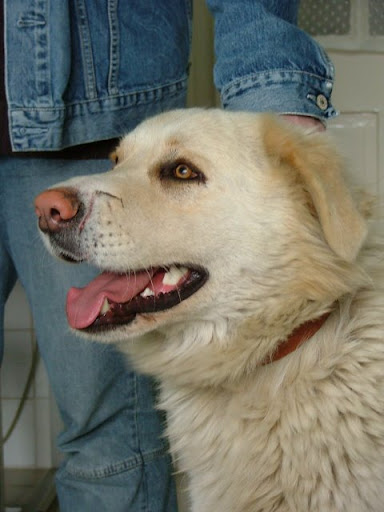 kuvasz%20002.jpg