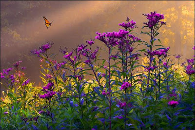 Keefer_BeautifulFlowers266.jpg
