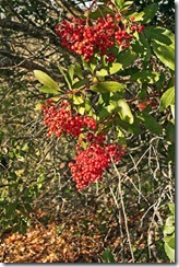Fall-Toyon-Berries-1