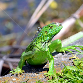 Green Iguana by Milton Moreno - Animals Reptiles