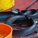 Black racer