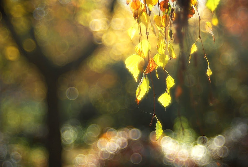 Березовая каша :)