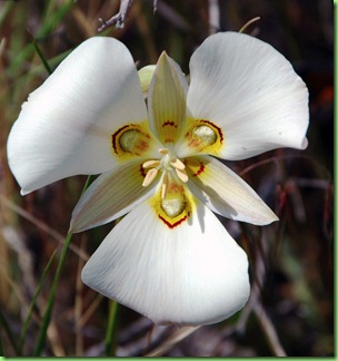 Sego lily — south of Salina Canyon
