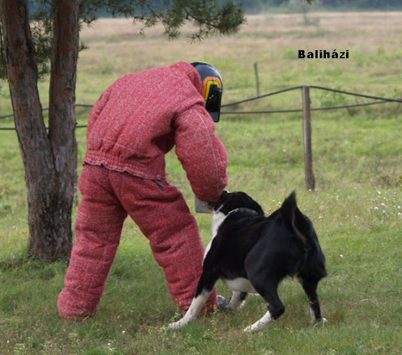 bemutat%C3%B33.jpg