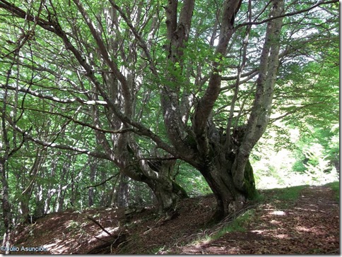 Hayas gemelas de Azparren - ruta árbol monumental espino de Azparren