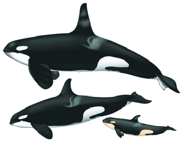 orca-family-med