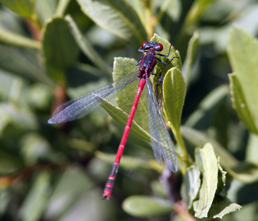 [10_07_03_new_forest_119_large_red_damsel[3].jpg]