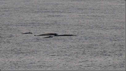 Cuviers Beaked Whale 2