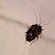 Miridae beetle