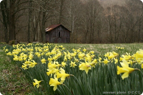 field-yellow-spring-wild-flowers
