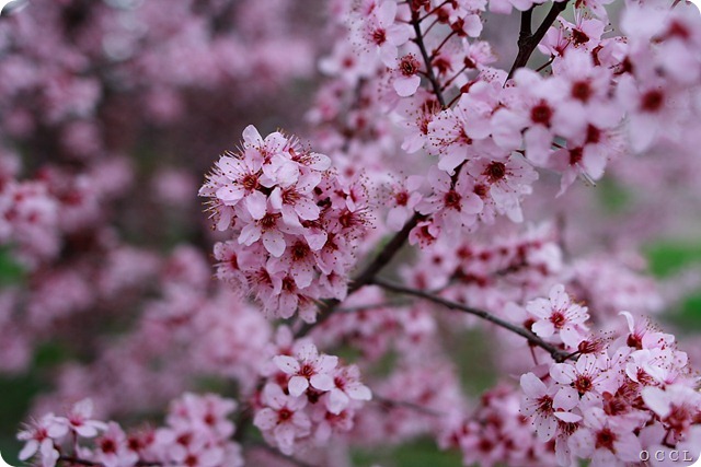 plum-tree-blossom-spring