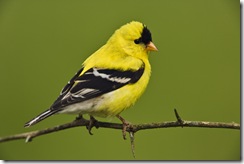 Male American Goldfinch in breeding plumage, Carduelis tristis