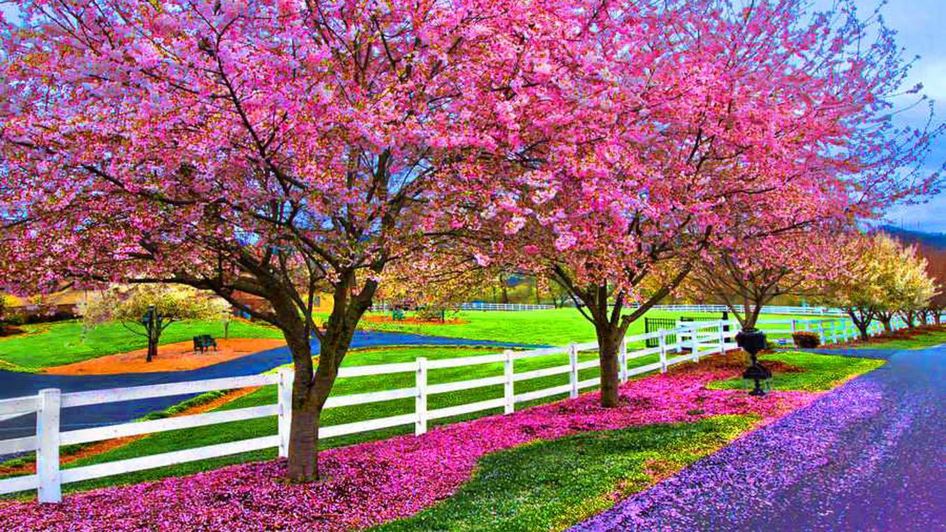 Spring Wallpaper - Applications Android sur Google Play