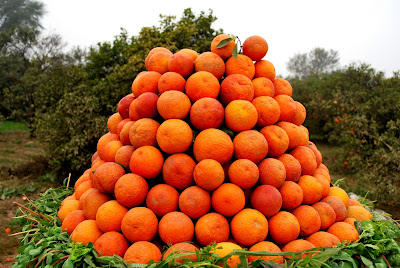 Freshly picked oranges are sale on a roadside in Pakistan