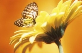 [beautiful_monarch_butterfly_on_a_flower_print-p228144073290486355vsu7_325[15].jpg]