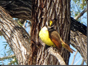 greatkiskadee5 [800x600]