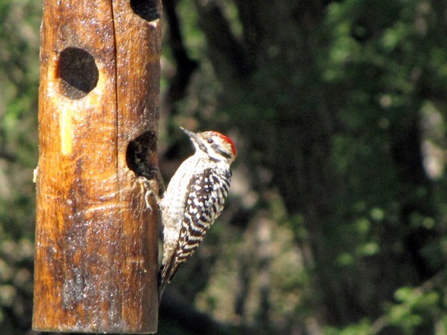 [woodpecker [800x600][3].jpg]