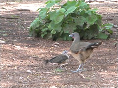 chaukulaka and baby