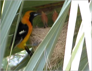 hoodedoriole