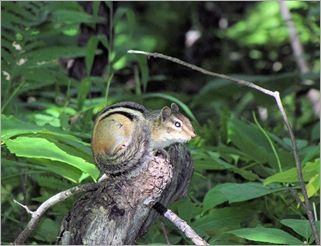 angrychipmunk