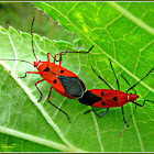 Red Cotton Bugs (Mating)