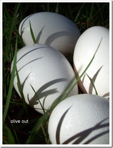 eggs black pt 084