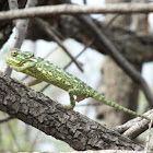 Mediterranean Chameleon