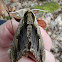Elm Sphinx Moth