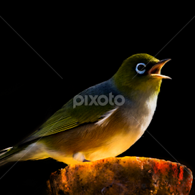 Sunlit Waxeye  by Trevor Bond - Animals Birds