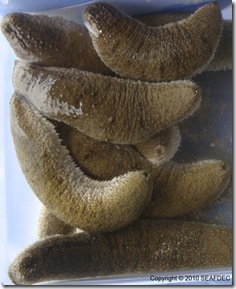 Sandfish, also known as sea cucumber