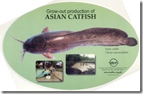 Grow-out Production of Asian catfish