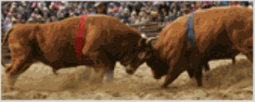 Cheongdo Bullfighting Festival 03