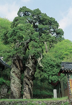 800-Year-Old Double Aromic Trees of Songgwangsa Temple