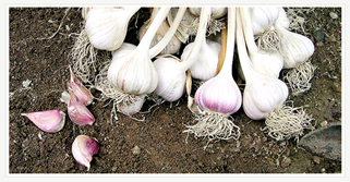 Uiseong Garlic