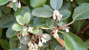 Download 95+ Elaeagnus Ebbingei Ziektes