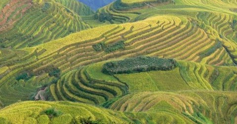 Les carnets de Yangshuo: Les rizieres en terrasses de Longji