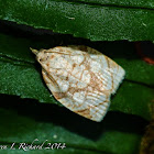 Tortrix moth