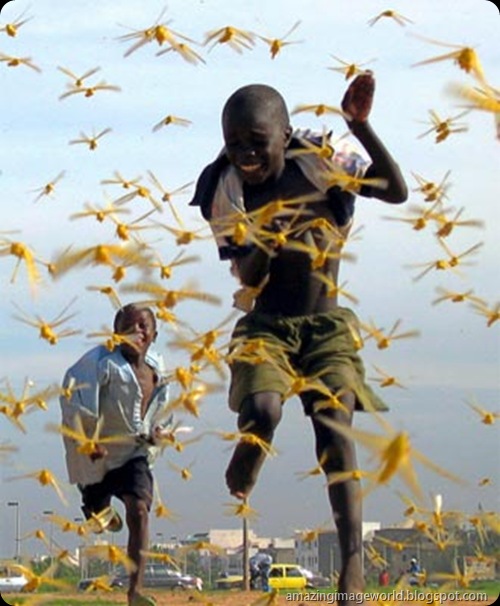 Senegalese children run as locusts spread001