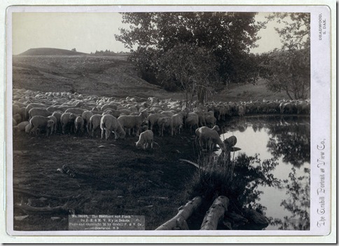 Title: "The shepherd and flock." On F.E. & M.V. R'y. in Dakota
Flock of sheep at pond of water. 1891.
Repository: Library of Congress Prints and Photographs Division Washington, D.C. 20540
