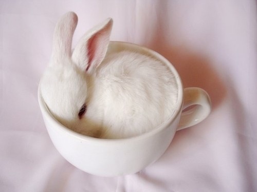 [Tea Cup Bunny[3].jpg]
