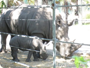baby rhino (3)
