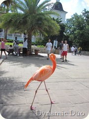 flamingo on parade;)