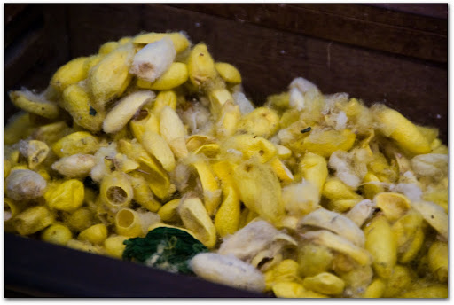 Cocoons