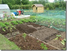 Peggy's allotment